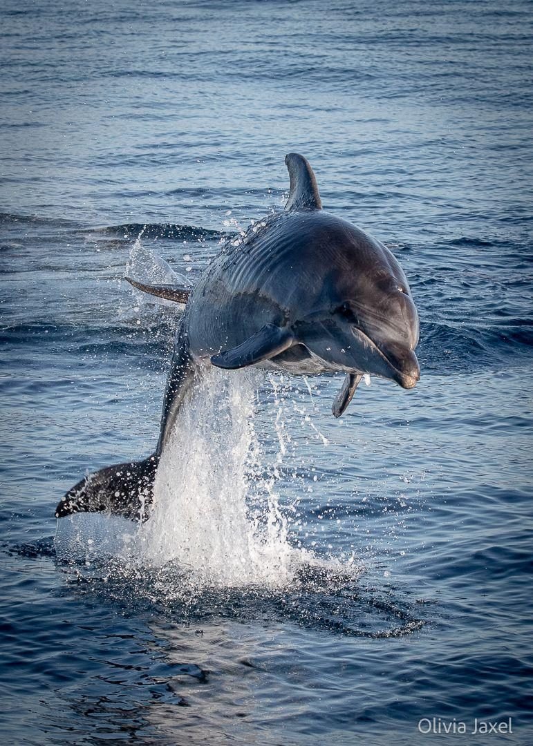 Tursiope che salta fuori dall'acqua durante un'uscita di whale watching