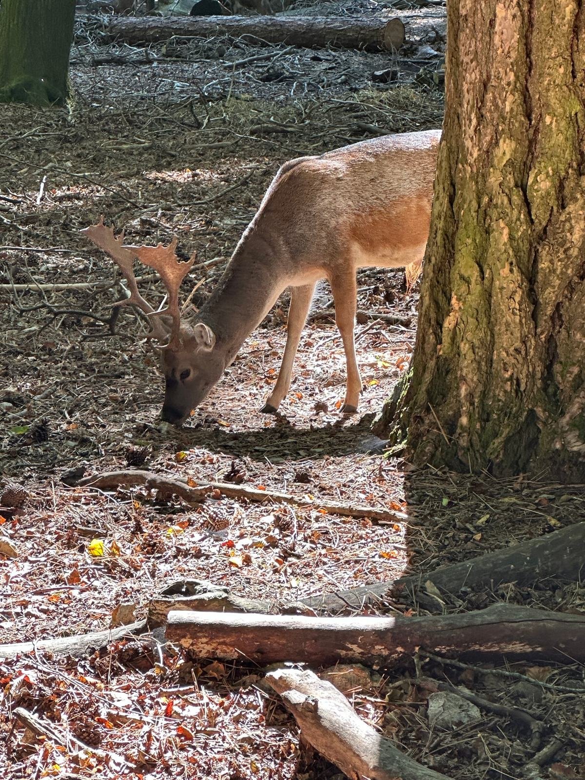Un daino bruca tra gli alberi della Foresta Umbra, incontrato durante un'uscita in moto