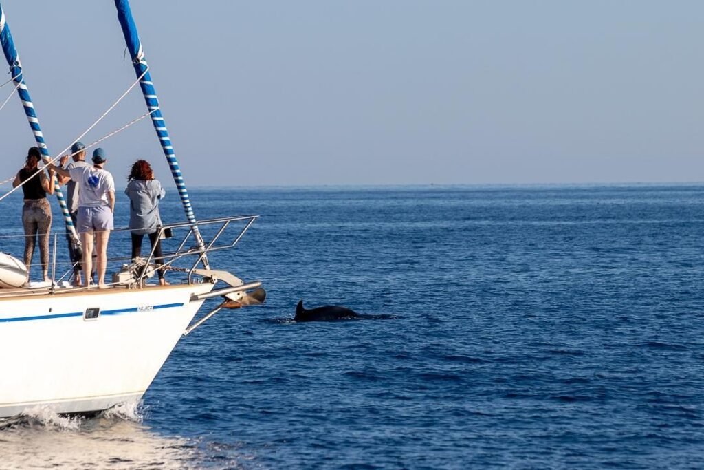 Salento Whale Watching